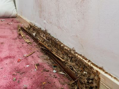 About Black Mold Removal Rockcreek - black mold removal experts in Rockcreek